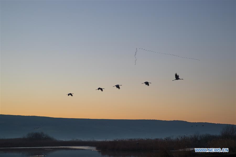 ISRAEL-HULA VALLEY-BIRD-MIGRATION