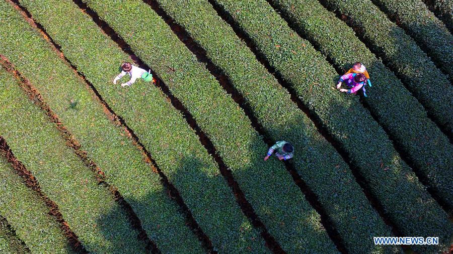 #CHINA-SPRING-FARM WORK (CN)