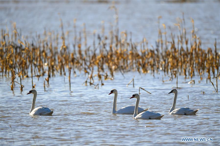 CHINA-INNER MONGOLIA-ORDOS-SWAN (CN)