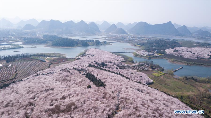 CHINA-GUIZHOU-CHERRY BLOSSOM-TOURISM (CN)