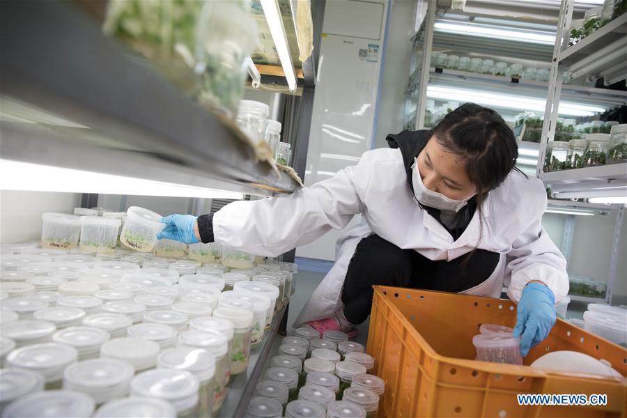 (SCI-TECH)CHINA-HUBEI-KIWIFRUIT GERMPLASM REPOSITORY (CN)