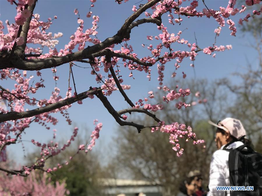 (Beijingcandid)CHINA-BEIJING-SPRING (CN)