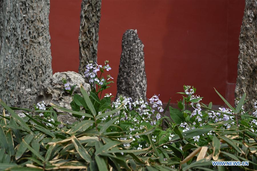 (InPalaceMuseum)CHINA-BEIJING-PALACE MUSEUM-FLOWERS (CN)