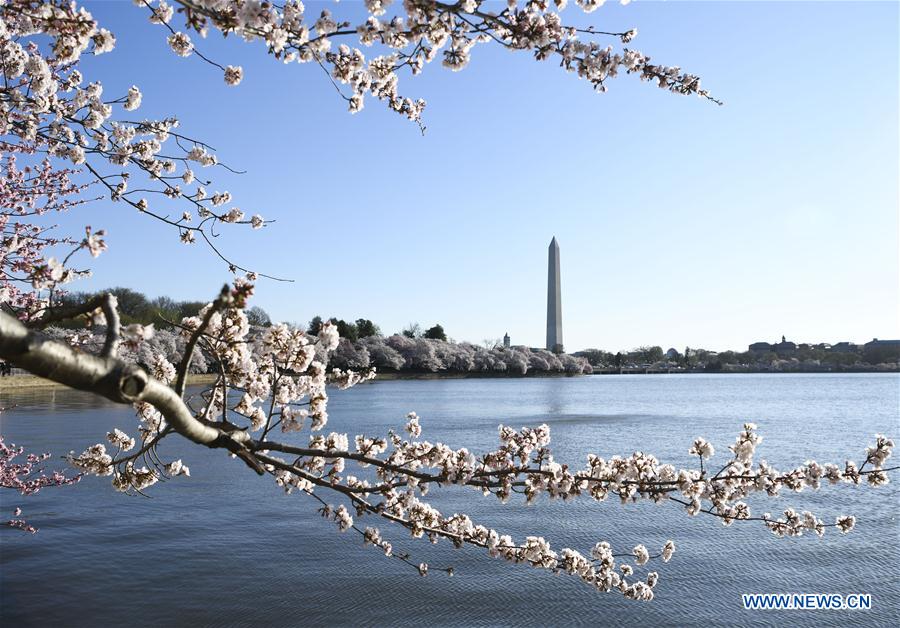 U.S.-WASHINGTON D.C.-CHERRY BLOSSOM