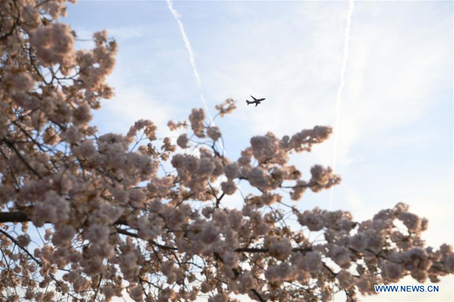 U.S.-WASHINGTON D.C.-CHERRY BLOSSOM