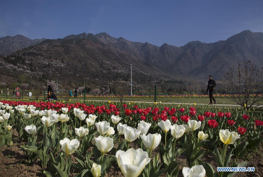 KASHMIR-SRINAGAR-SPRING-TULIPS