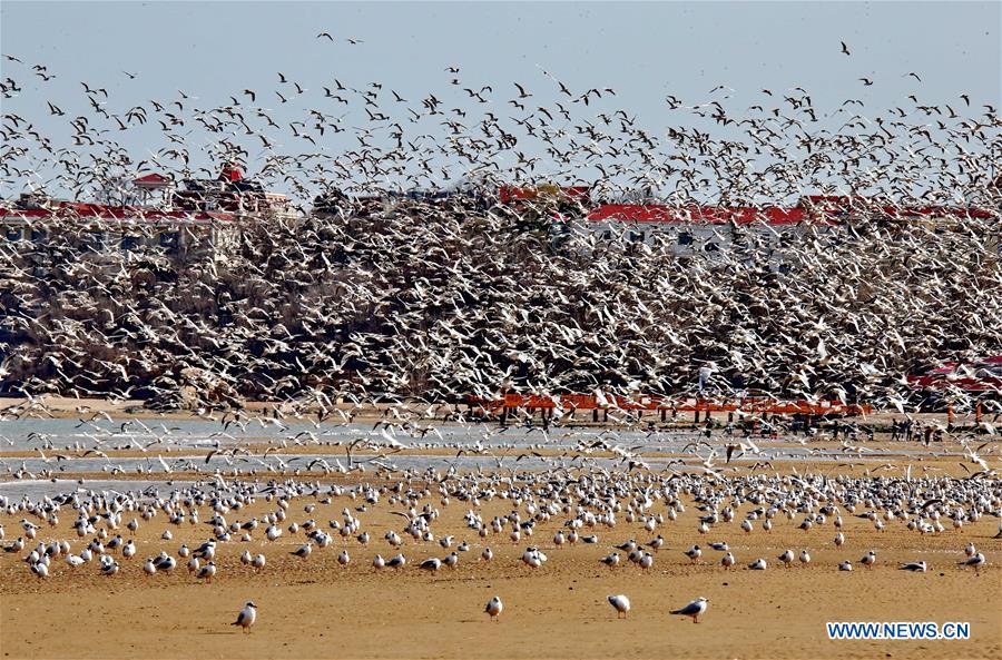 CHINA-QINHUANGDAO-MIGRATORY BIRDS (CN)