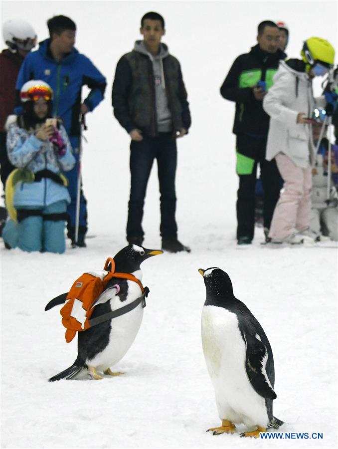 CHINA-HARBIN-INDOOR SKI ARENA-PENGUINS (CN)