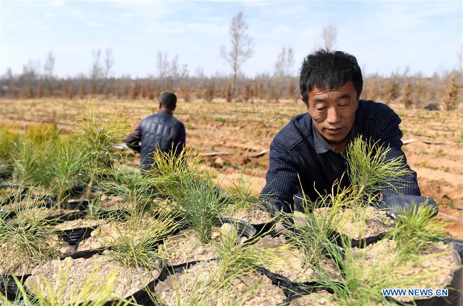 CHINA-SHAANXI-YULIN-AFFORESTATION (CN)