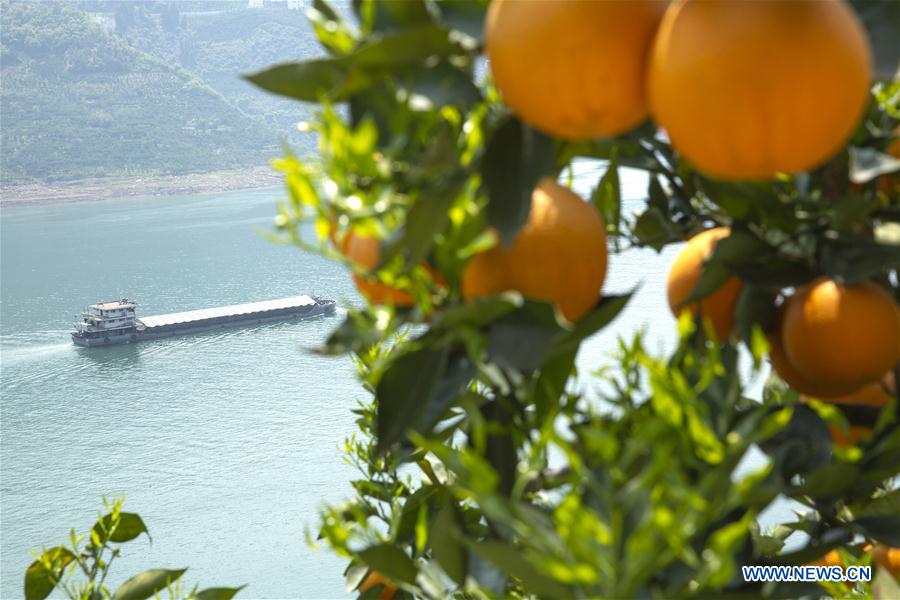 #CHINA-HUBEI-ZIGUI-NAVEL ORANGE (CN)