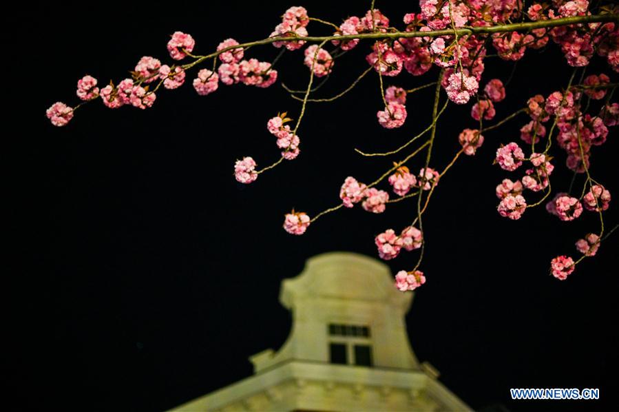 GERMANY-BONN-CHERRY BLOSSOM