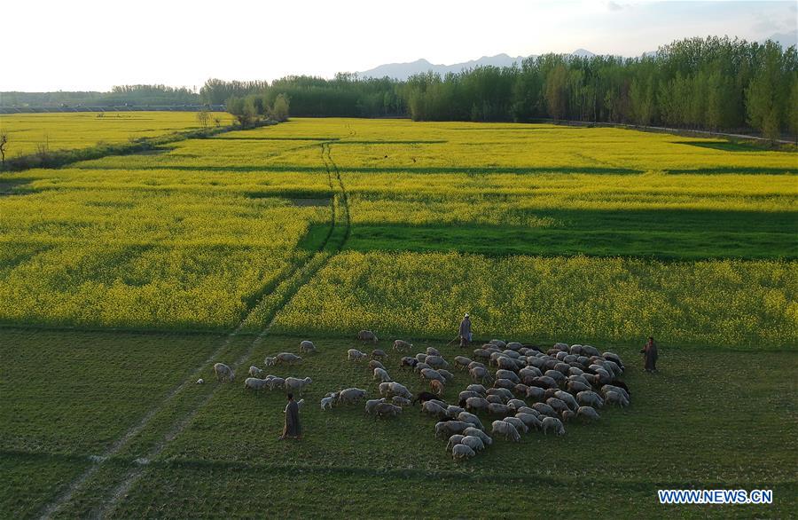 KASHMIR-SRINAGAR-MUSTARD BLOSSOM SCENERY