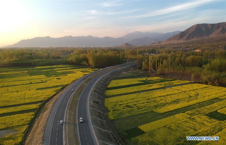 KASHMIR-SRINAGAR-MUSTARD BLOSSOM SCENERY