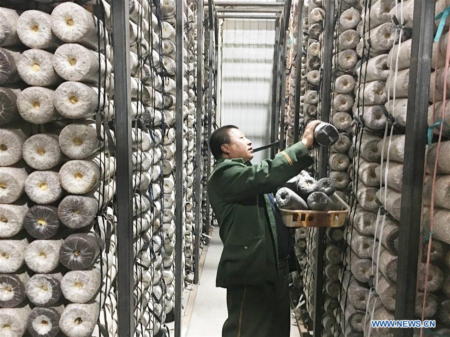 CHINA-INNER MONGOLIA-MUSHROOM CULTIVATION (CN)