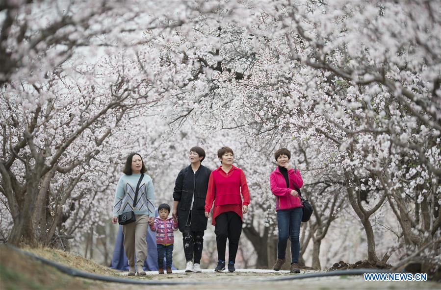 #CHINA-INNER MOGOLIA-APRICOT FLOWER-TOURISM (CN)