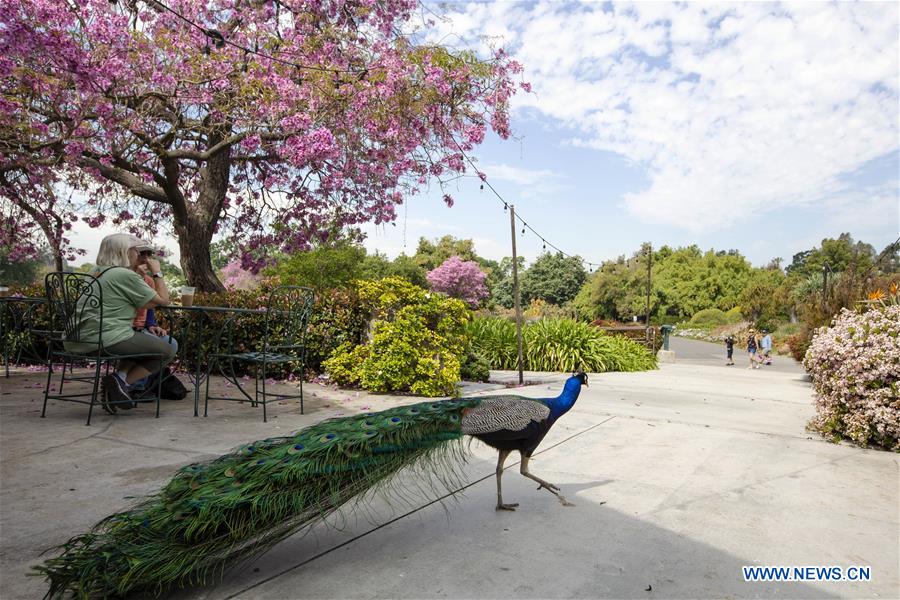 UNITED STATES-LOS ANGELES-COUNTY ARBORETUM AND BOTANIC GARDEN