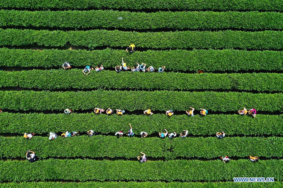 CHINA-CHONGQING-CHILDREN-TEA (CN)