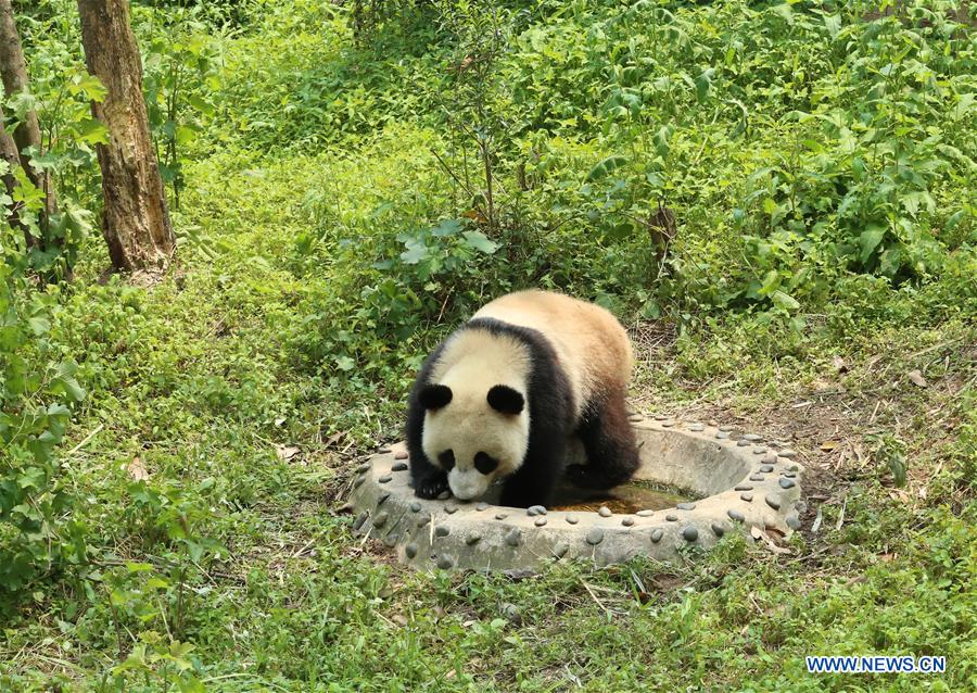 CHINA-SICHUAN-GIANT PANDA-RUSSIA-QUARANTINE (CN)