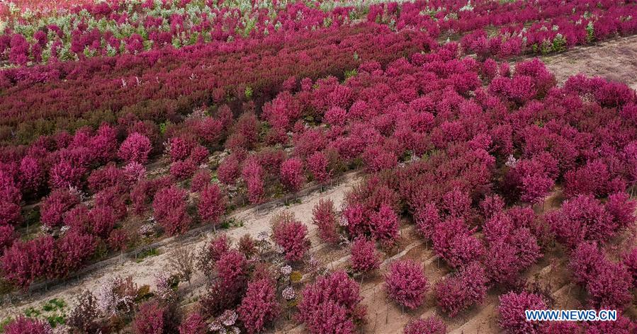 CHINA-XINJIANG-SPRING SCENERY (CN)