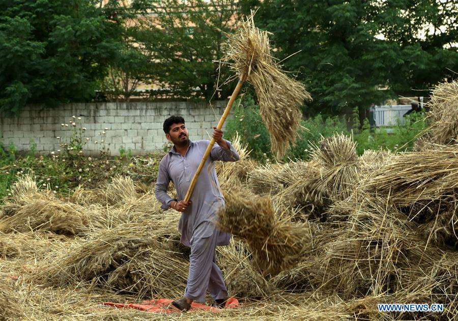 PAKISTAN-ISLAMABAD-WHEAT CROP-HARVEST