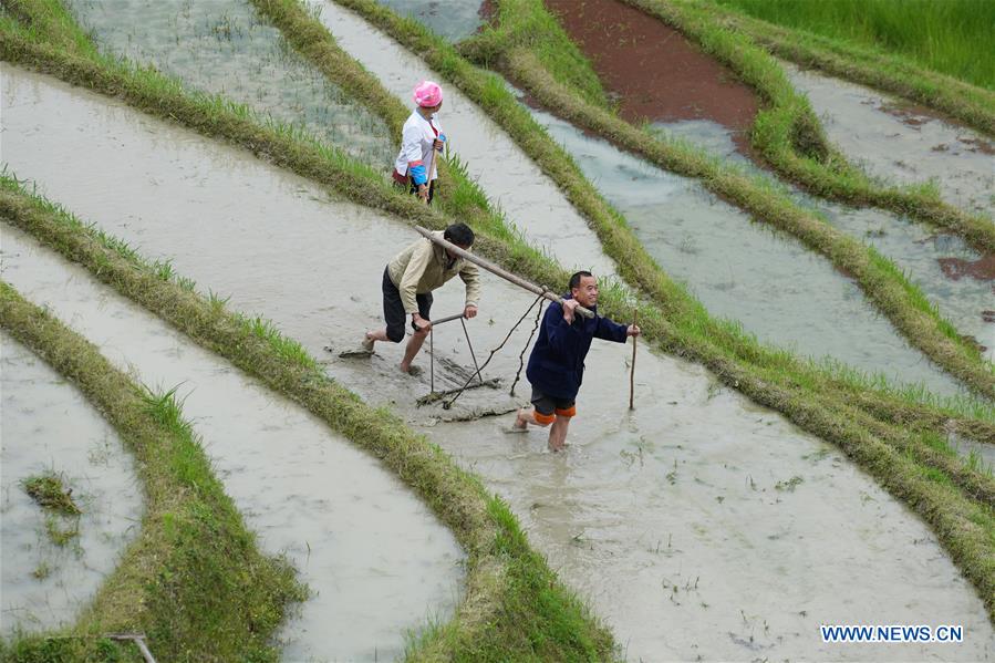 #CHINA-GUANGXI-TERRACED FIELD-FARMING (CN)