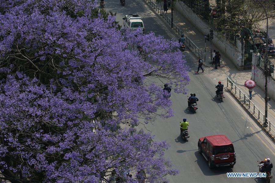 NEPAL-KATHMANDU-JACARANDA-BLOSSOMS