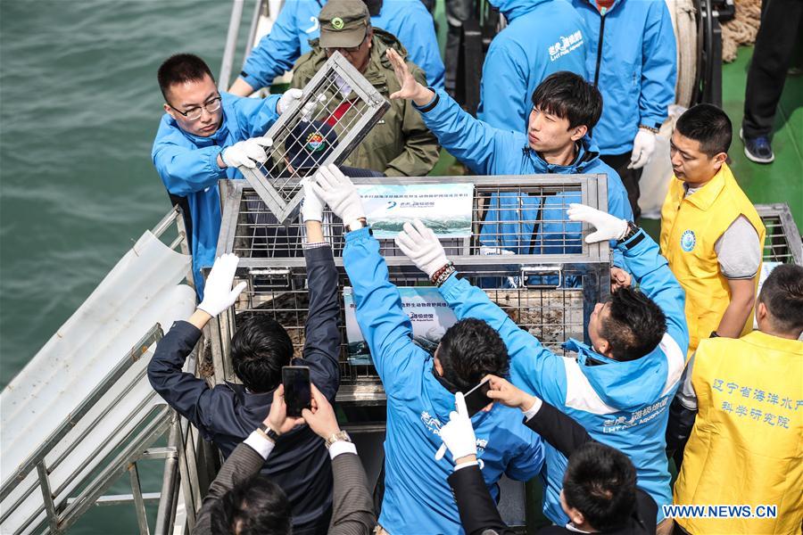 CHINA-LIAONING-DALIAN-RARE SEALS-RELEASE (CN)