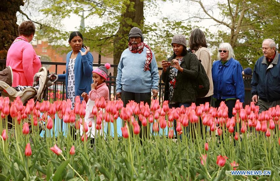 U.S.-MICHIGAN- HOLLAND-TULIP TIME FESTIVAL