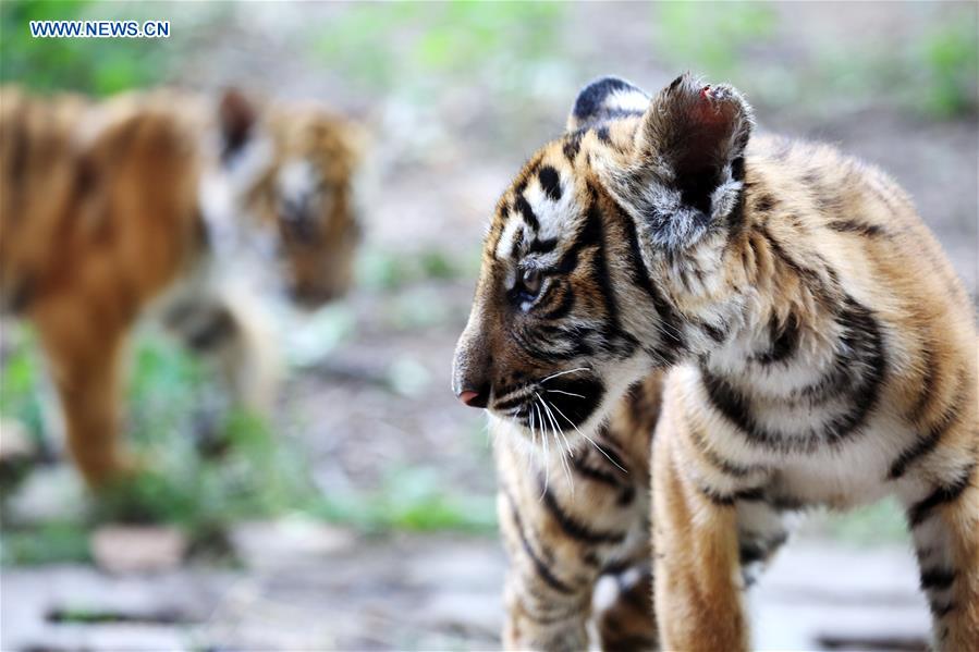 CHINA-HENAN-ZOO-SOUTH CHINA TIGER-CUBS (CN)