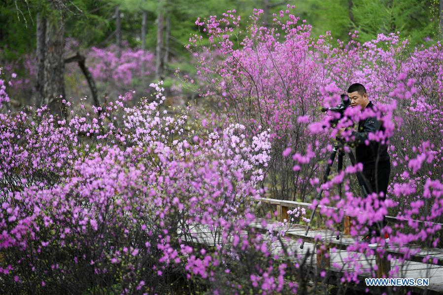 CHINA-HEILONGJIANG-YICHUN-AZALEA (CN)