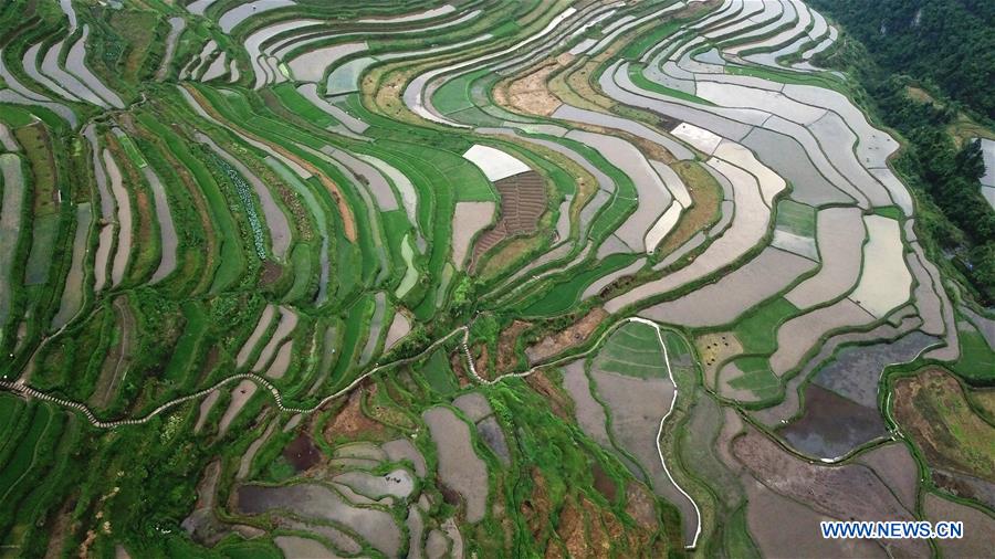 CHINA-GUIZHOU-DANZHAI-TERRACED FIELDS (CN)