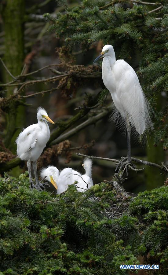 CHINA-JIANGXI-NANCHANG-EGRET (CN)