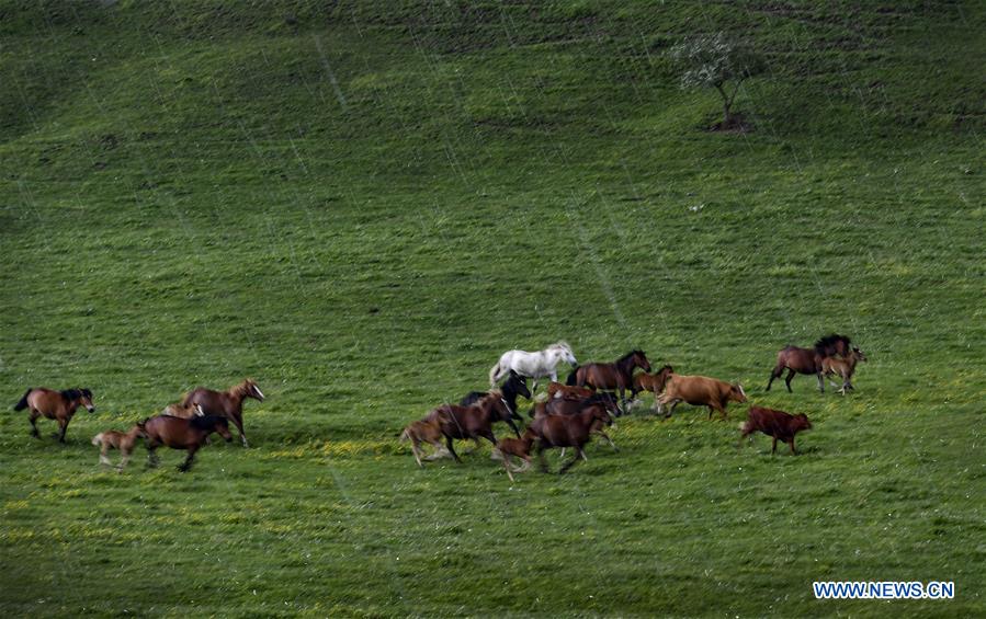 CHINA-SHAANXI-BAOJI-GUANSHAN GRASSLAND (CN)