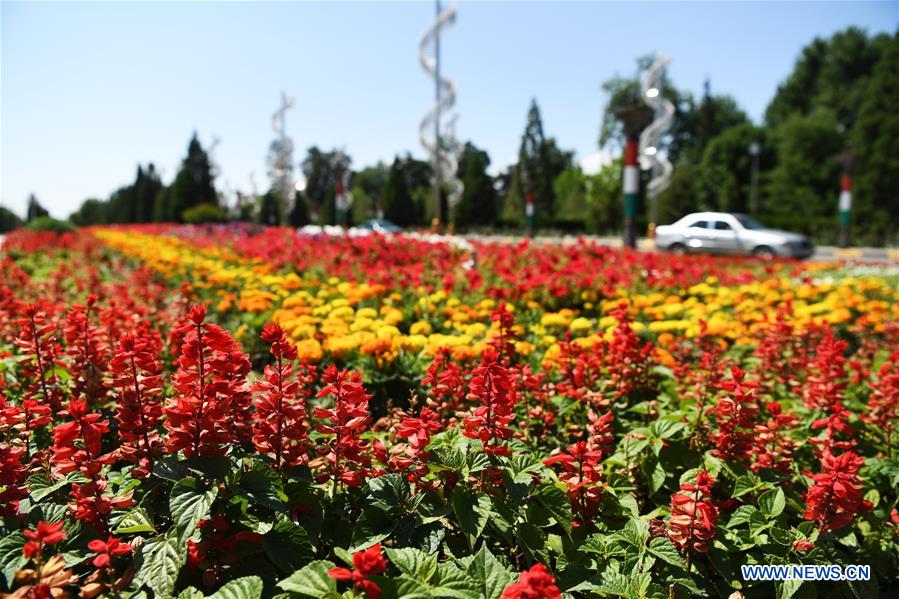 TAJIKISTAN-DUSHANBE-BLOSSOM