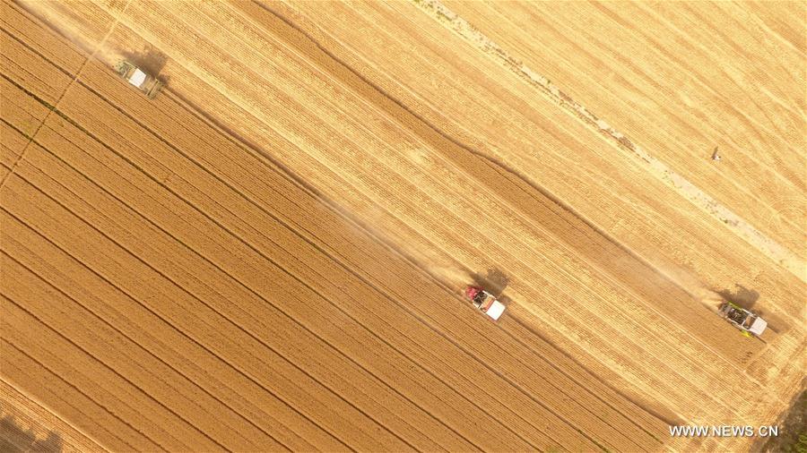 #CHINA-SHANDONG-WHEAT HARVEST(CN)