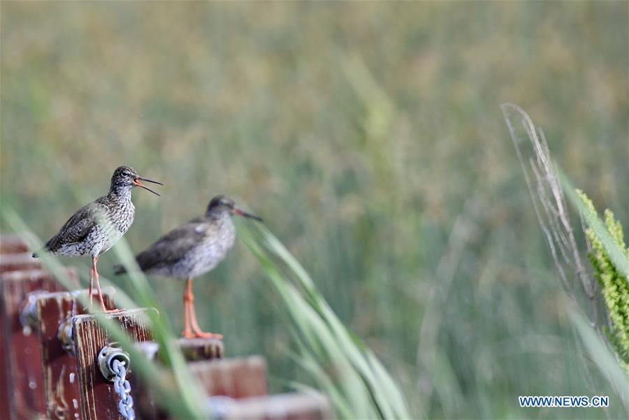 CHINA-TIBET-LHASA-LHALU WETLAND (CN)