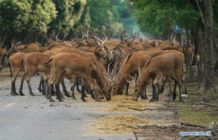 CHINA-JIANGSU-MILU NATIONAL NATURE RESERVE-POPULATION-GROWTH (CN)