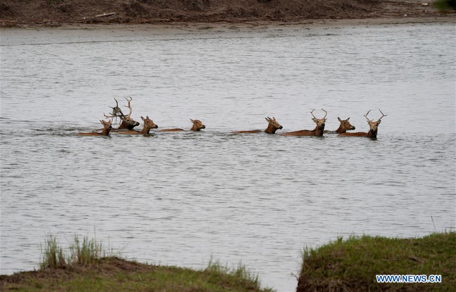 CHINA-JIANGSU-MILU NATIONAL NATURE RESERVE-POPULATION-GROWTH (CN)