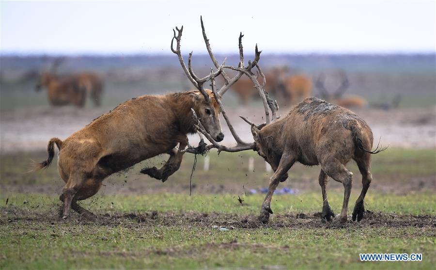 CHINA-JIANGSU-MILU NATIONAL NATURE RESERVE-POPULATION-GROWTH (CN)