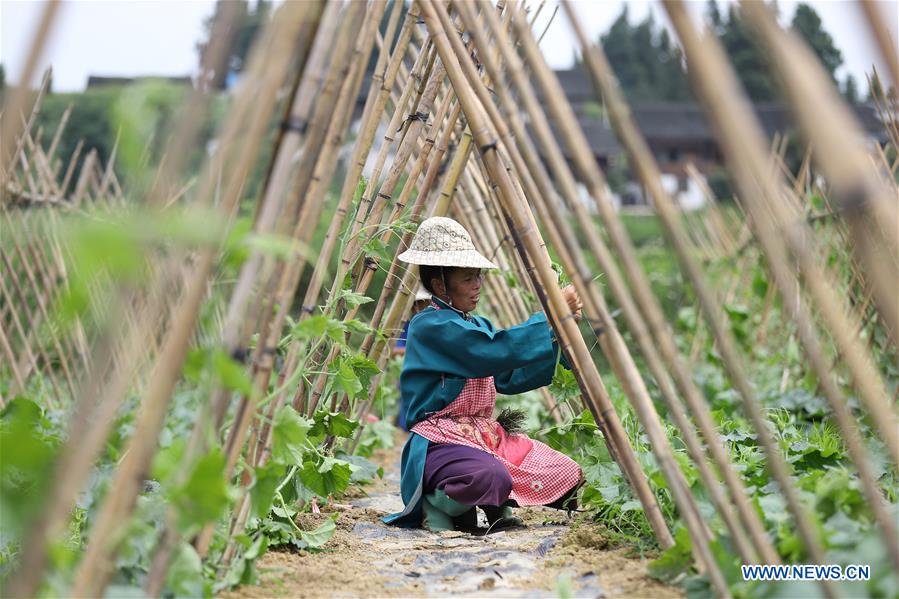 #CHINA-FARMING SEASON (CN)