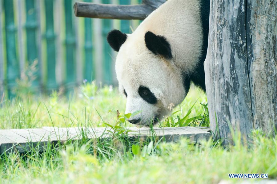 CHINA-HEILONGJIANG-GIANT PANDAS (CN)