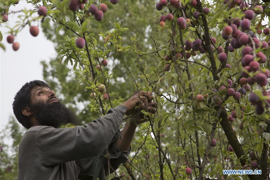 KASHMIR-SRINAGAR-PLUM HARVEST