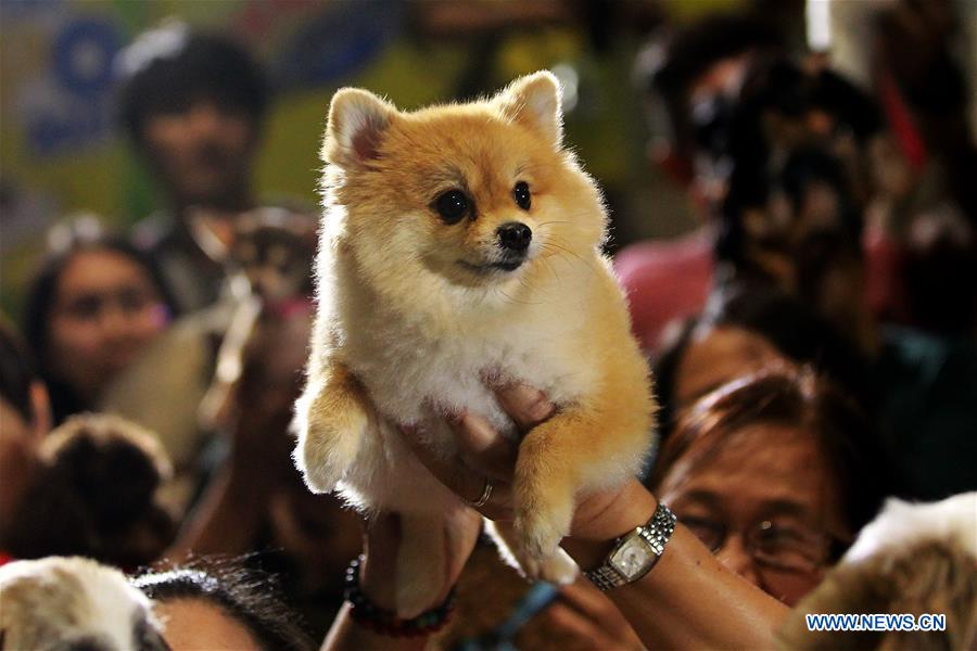 PHILIPPINES-PASAY-DOG AND CAT EXPO