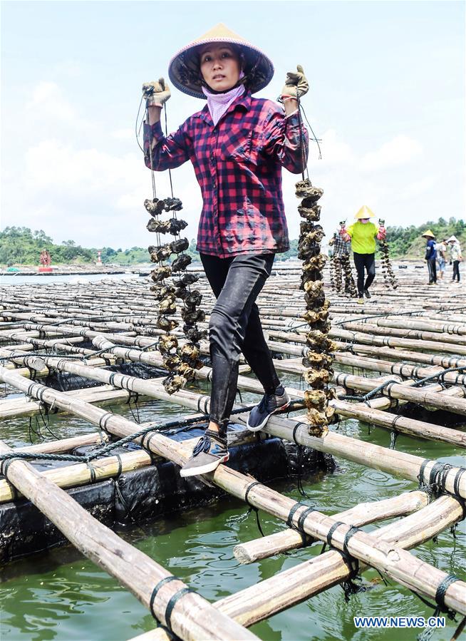 CHINA-GUANGXI-QINZHOU-OYSTERS-CULTIVATION (CN)