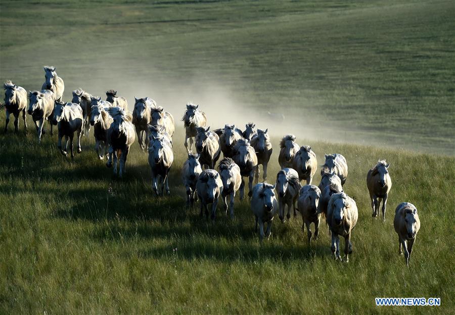 CHINA-INNER MONGOLIA-HORSE LASSOING (CN)