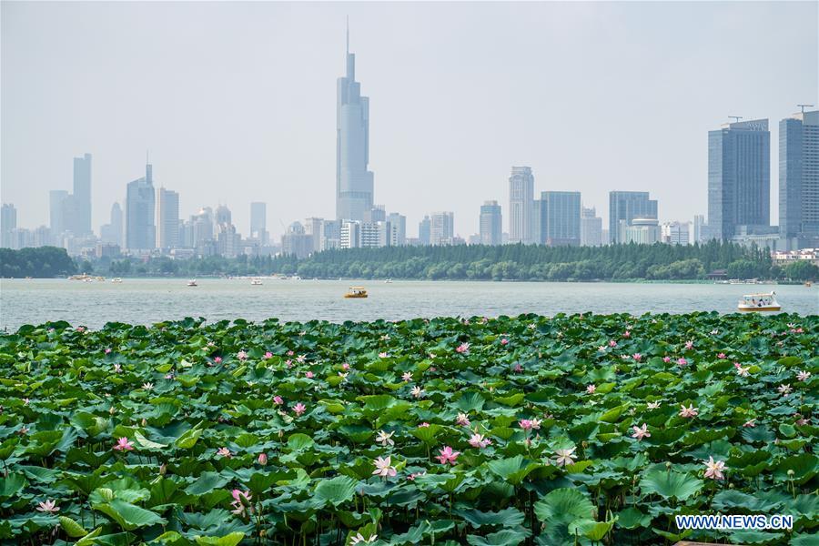 CHINA-JIANGSU-NANJING-LOTUS (CN)