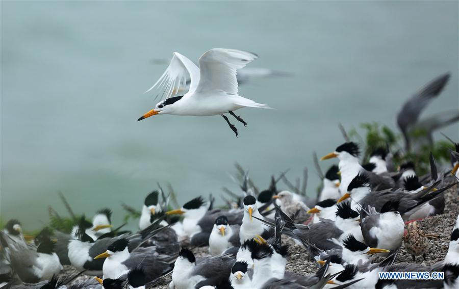 CHINA-ZHEJIANG-NINGBO-CHINESE CRESTED TERN(CN)