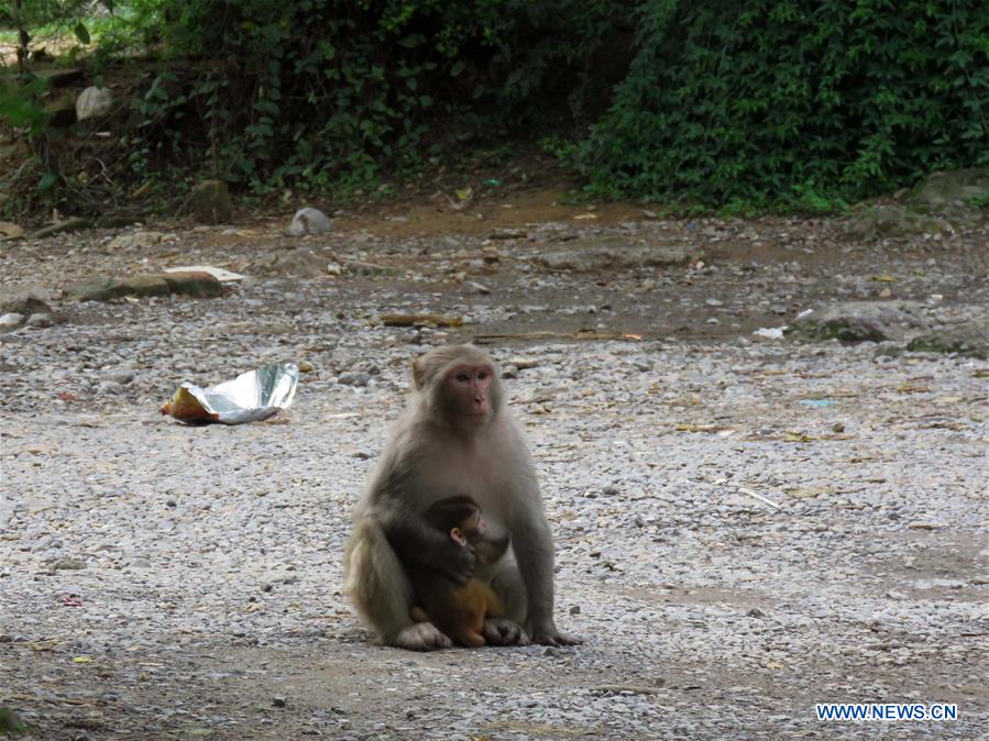 PAKISTAN-ISLAMABAD-MONKEY