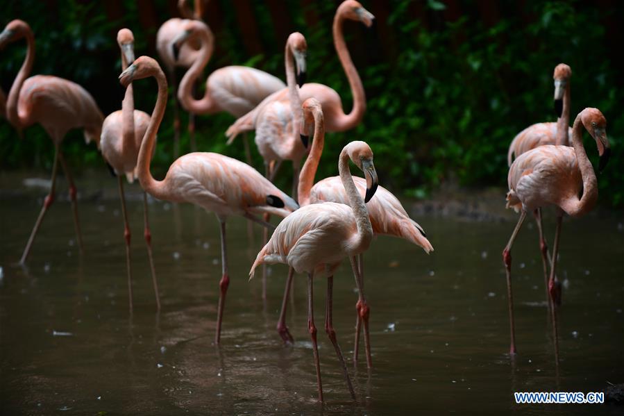 CHINA-JILIN-CHANGCHUN-ANIMALS-RAIN (CN)