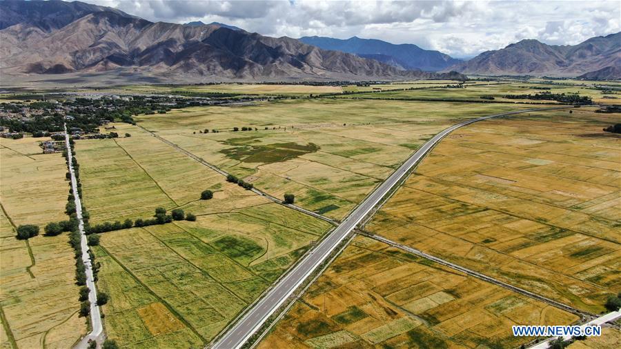 CHINA-TIBET-XIGAZE-HIGHLAND BARLEY-HARVEST (CN)